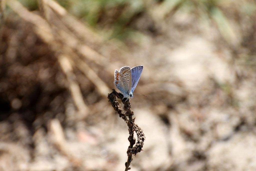 Polyommatus icarus? S